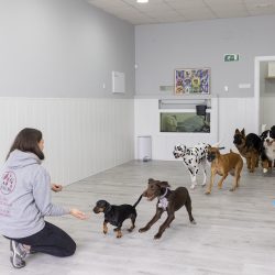 Guardería canina en Madrid