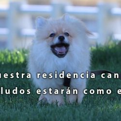 Residencia canina Madrid